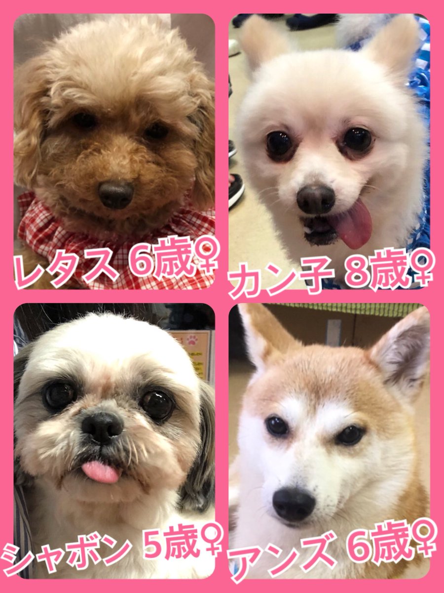 🐾今日の里親様募集中ワンコ🐶メンバーです🐾2019,8,19